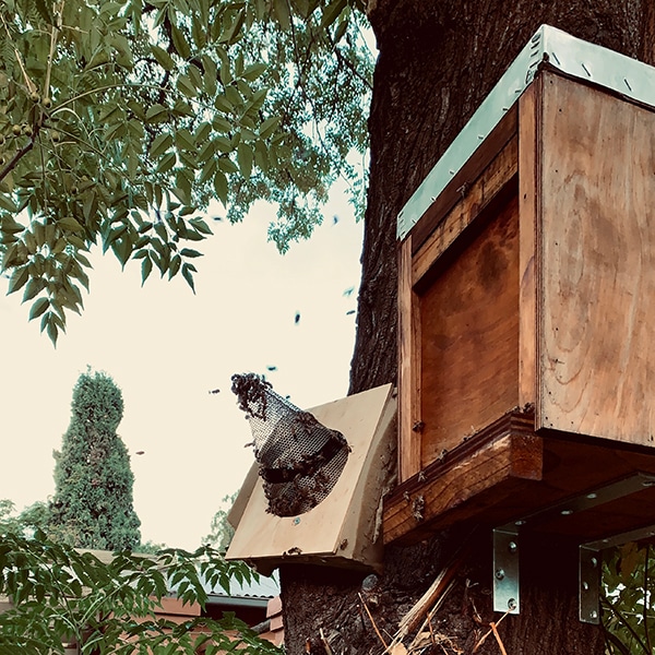 Tree Trap-out