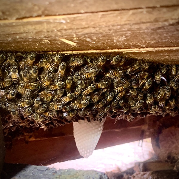 Under a Wooden Shed